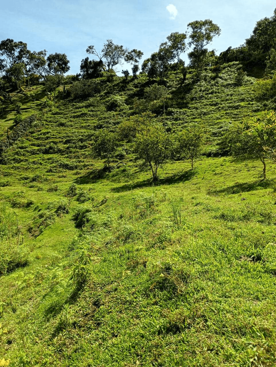 Imagen 8 de la propiedad Lote de 6.840 M2 en venta Vereda La Chapa el Peñol