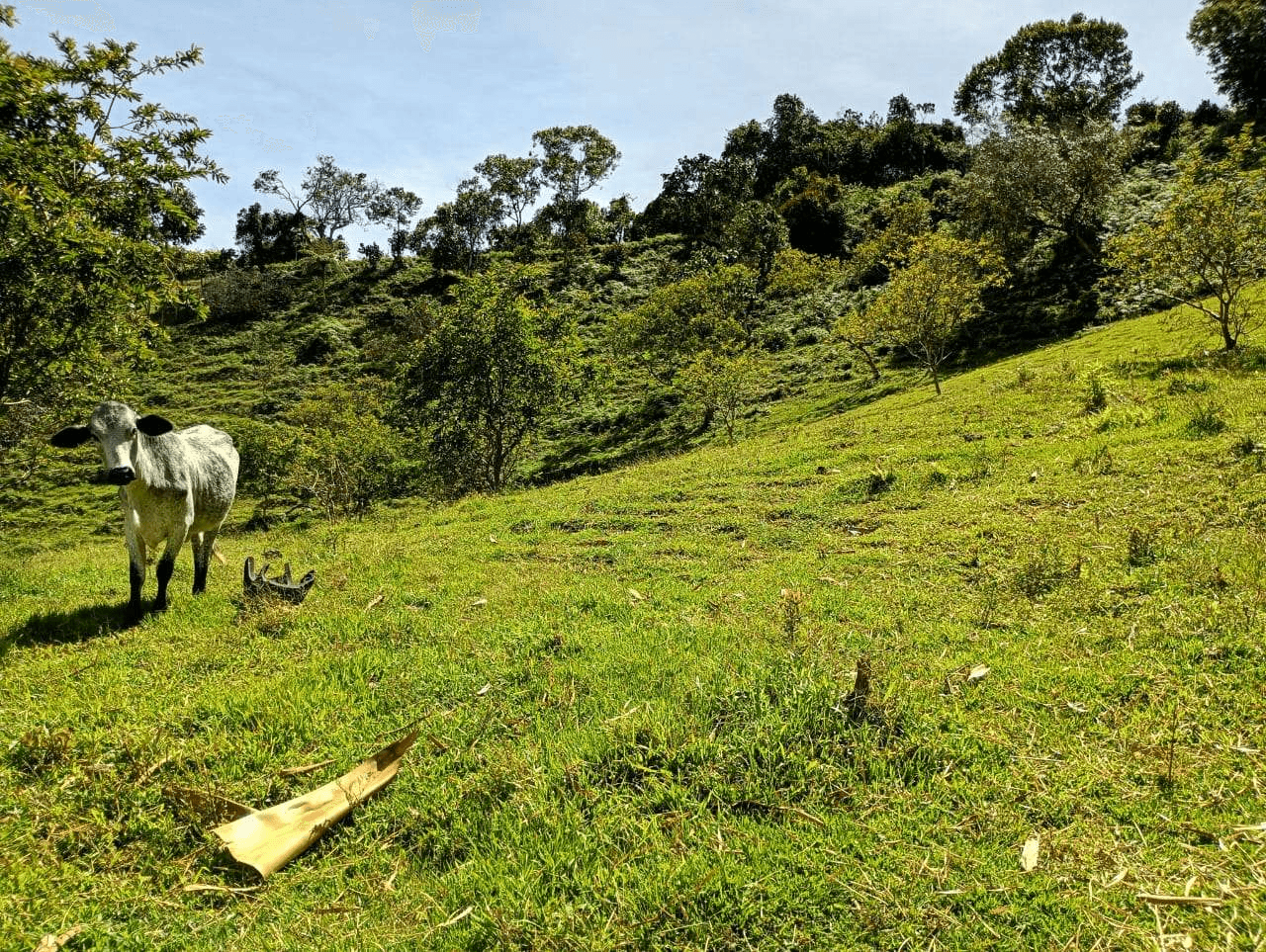 Imagen 7 de la propiedad Lote de 6.840 M2 en venta Vereda La Chapa el Peñol