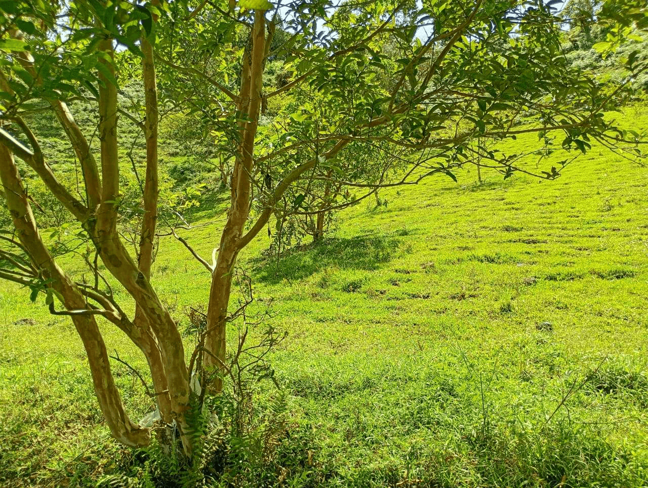 Imagen 5 de la propiedad Lote de 6.840 M2 en venta Vereda La Chapa el Peñol